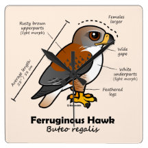 Ferruginous Hawk Statistics Square Wallclocks