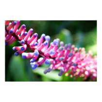 Festive Bromeliad posters