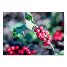 Festive Christmas Holly Card
