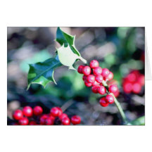 Festive Christmas Holly Cards