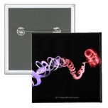 Fetus with an umbilical cord made of DNA strands Pins