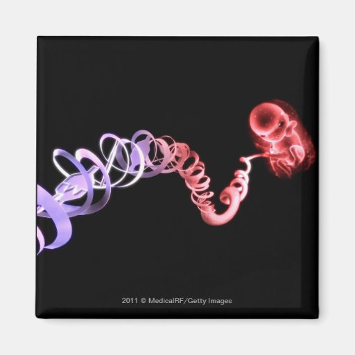 Fetus with an umbilical cord made of DNA strands Refrigerator Magnets