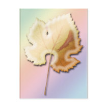 feuille postcards by REDINARD feuille postcards