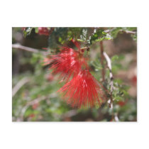 Fiary Duster Postcard