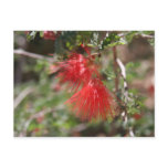Fiary Duster Postcard