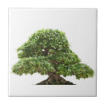 Ficus bonsai isolated tile