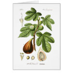 Ficus carica (Fig) Cards