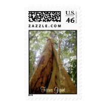 "FICUS GIANT" Stamps by RavenSpiritPrints "FICUS GIANT" Stamps