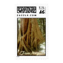 "Ficus Magic!" Stamps