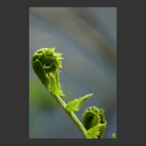 Fiddle Head Fern Poster posters