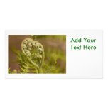 Fiddlehead Fern Heart Photo Photo Card