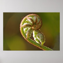 Fiddlehead Fern Poster