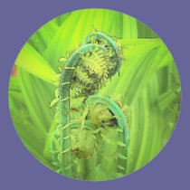 Fiddlehead stickers