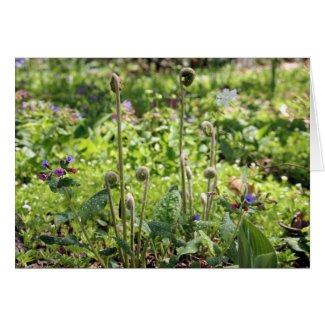 Fiddleheads And Flowers Greeting Or Note Card card
