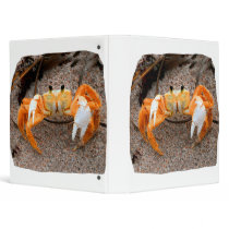 Fiddler Crab On Beach Colorized Orange Vinyl Binder
