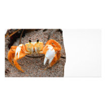 Fiddler crab on beach colorized orange on sand photo greeting card