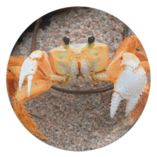 Fiddler crab on beach colorized orange on sand plate