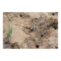 Fiddler Crab Print; Framed option