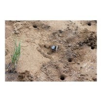 Fiddler Crab Print; Framed option