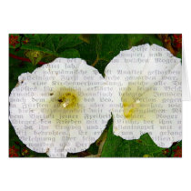 Field Bindweed cards