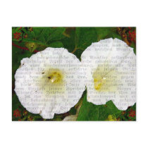 Field Bindweed postcards