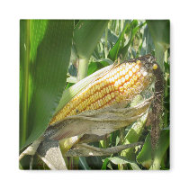 Field Corn magnets by archemedes Field Corn magnets