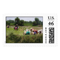 field day postage by shaillajakk field day postage