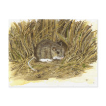 Field Mouse  post card postcards