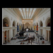 Field Museum Postcard postcards