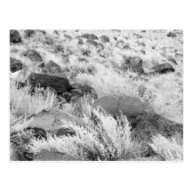 Field of Basalt Post Cards