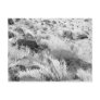 Field of Basalt Post Cards