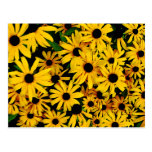Field of Black-Eyed Susans Postcards