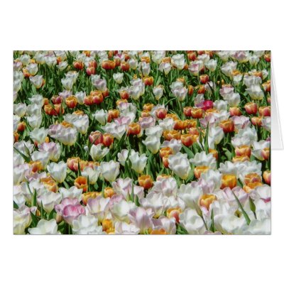 Field of blooming tulips cards by wolfsongdesign