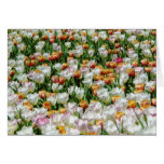 Field of blooming tulips cards
