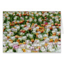 Field of blooming tulips cards