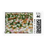 Field of blooming tulips postage