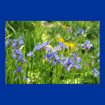 Field of blue irises posters