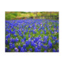 Field of Bluebonnets Postcard Field of Bluebonnets Postcard