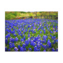 Field of Bluebonnets postcards