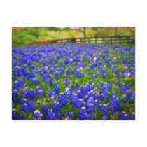 Field of Bluebonnets postcards by pfulford Field of Bluebonnets postcards