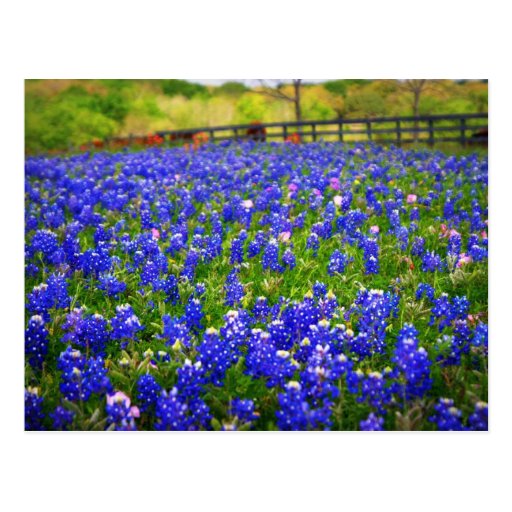 Field of Bluebonnets Postcard