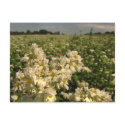 Field of Buckwheat postcards