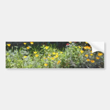 Field of CA Poppies Bumper Sticker