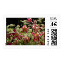 Field of Columbines postage