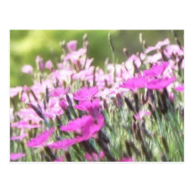 Field Of Cottage Pinks Post Cards