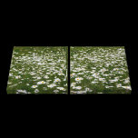 Field of Daisies Canvas Print