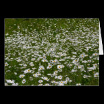 Field of Daisies Card