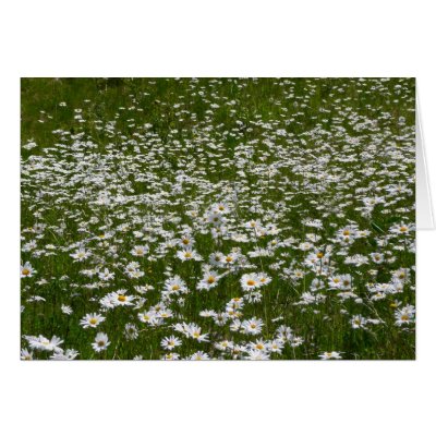 Field+of+daisies+wallpaper