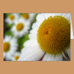 Field Of Daisies Card