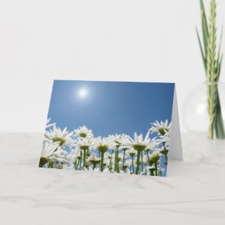 Field of Daisies card